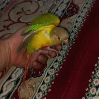 طوطی گمشده|پرنده|کنگاور, |دیوار