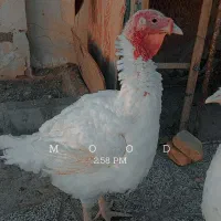 بوقلمون
