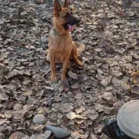 ژرمن شپهرد فول اموزش نگهبان