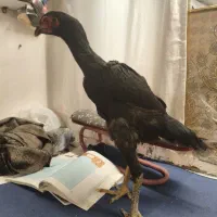 جوجه لاری اوشامو