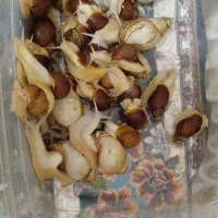 حلزون البینو|خزنده|گلبهار, شهر جدید گلبهار|دیوار