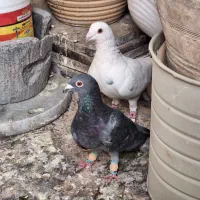 دوتا کبوتر