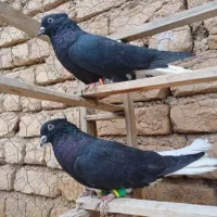 کبوتر دم سفید