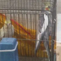 کفتر عروس هلندی ..قناری سهره معاوضه با|پرنده|پاکدشت, پاکدشت (مامازند)|دیوار