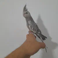 طوطی عروس دستیه دستی و جفت فنچ