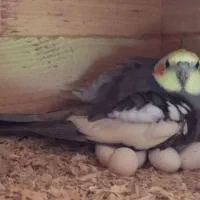 تخم عروس هلندی