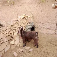 دوعدد بزهمراه چهار کره|حیوانات مزرعه|یزد, |دیوار