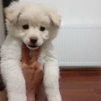 توله پامر نر