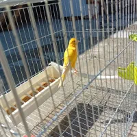 حیوان|پرنده|تبریز, |دیوار