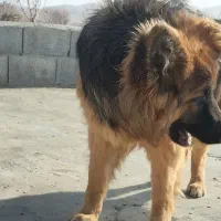 فروش سگ|سگ|ملایر, |دیوار