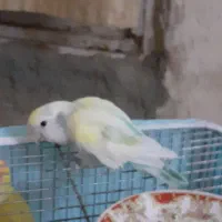 پرنده.کوتوله|پرنده|ریگ ملک, |دیوار