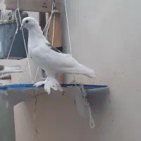 کبوتر راعبی|پرنده|مشهد, شهید علی محمدی|دیوار
