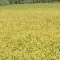 سبوس شالی تازع400کیلو
