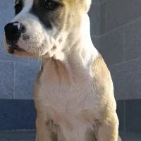 امریکن استافورد شایر هشت تمن