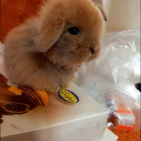 بچه خرگوش لوپ