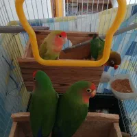 طوطی برزیلی