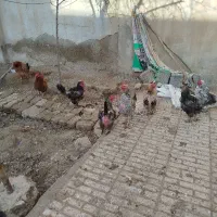 مرغ محلی تخم گذار