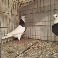 طوقی و رنگی|پرنده|اصفهان, بوستان ناژوان|دیوار