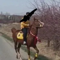 فروش اسب|اسب و تجهیزات اسب‌سواری|نورآباد, |دیوار