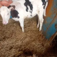 گوساله ماده  ۳ ماه ۱۵روز  هولشتاین