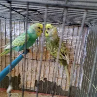 جفت مرغ عشق اسپانگل و رنگ خاص