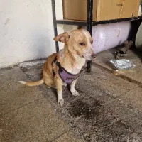 سگ پا کوتاه