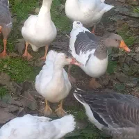 فروش غاز|حیوانات مزرعه|چاف و چمخاله, |دیوار