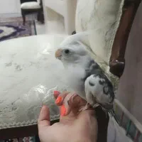 پرنده عروس هلندی