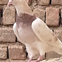 کفتر پرشی|پرنده|ساوه, |دیوار