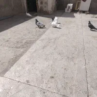 پرنده کبوتر