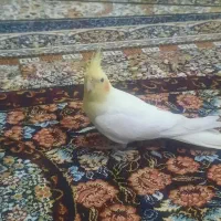 عروس هلندی دستی