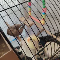 یک جفت عروس هلندی زیبا|پرنده|سنقر, |دیوار