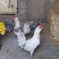 تخم مرغ طوسی