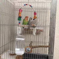 طوطی|پرنده|مهاباد (آذربایجان غربی), |دیوار