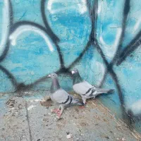 کفتر المانی