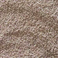 گندم بذری اصلاح شده دیم|عمده‌فروشی|فامنین, |دیوار