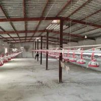 مرغداری در روستایی بوزی