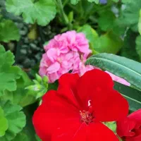 گل و گیاه، گلخانه