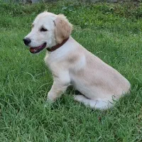 واگذاری توله گلدن رتریور / لابرادور رتریور