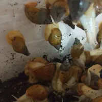 فروش حلزون مولد|خزنده|دزفول, |دیوار