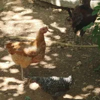 هفت عدد مرغ محلی اصیل