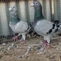 جفت آلمانی