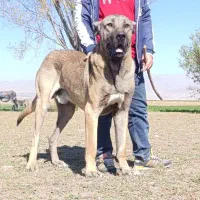 سگ اصیل سرابی|سگ|سراب, |دیوار