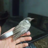 پرنده|پرنده|شیراز, اصلاح‌نژاد|دیوار
