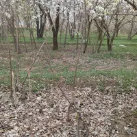 نهال گیلاس قرمز خوشه ای