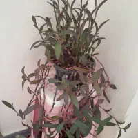 سلام گل با گلدان فروشی