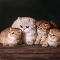 گربه چینچیلاگلدن زیبا