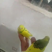 فروش 2 عدد مرغ عشق جنسیتش هنوز معلوم نیست قیمت 200|پرنده|مهدی شهر, |دیوار