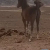 کره مادیان یک سال و ۶ماه قیمت ۳۵ملیون
