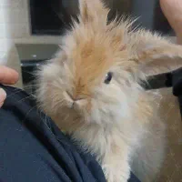 خرگوش ۲ ماهه|موش و خرگوش|فولادشهر, B4|دیوار